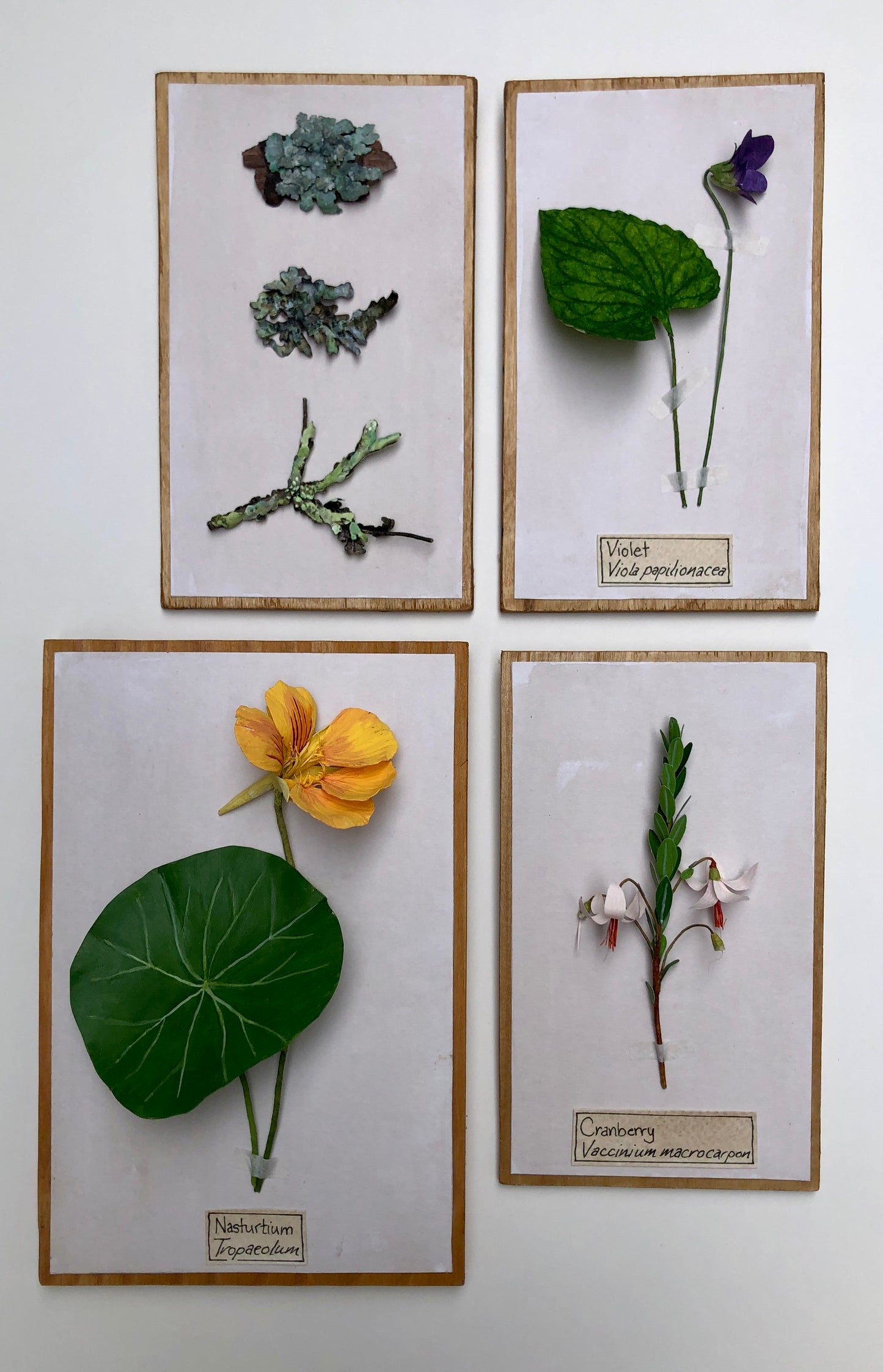 Nasturtium