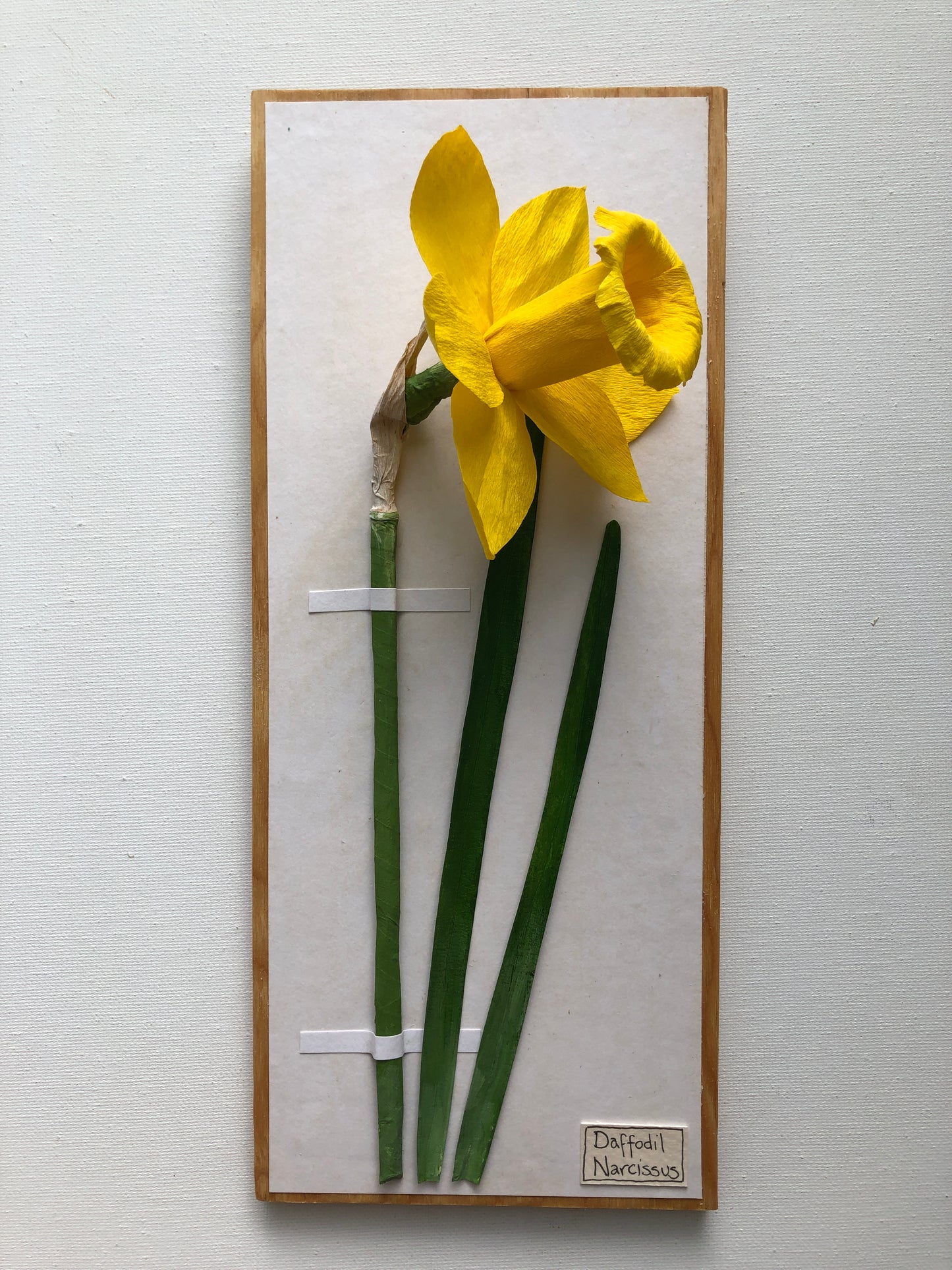 Daffodil/Narcissus I