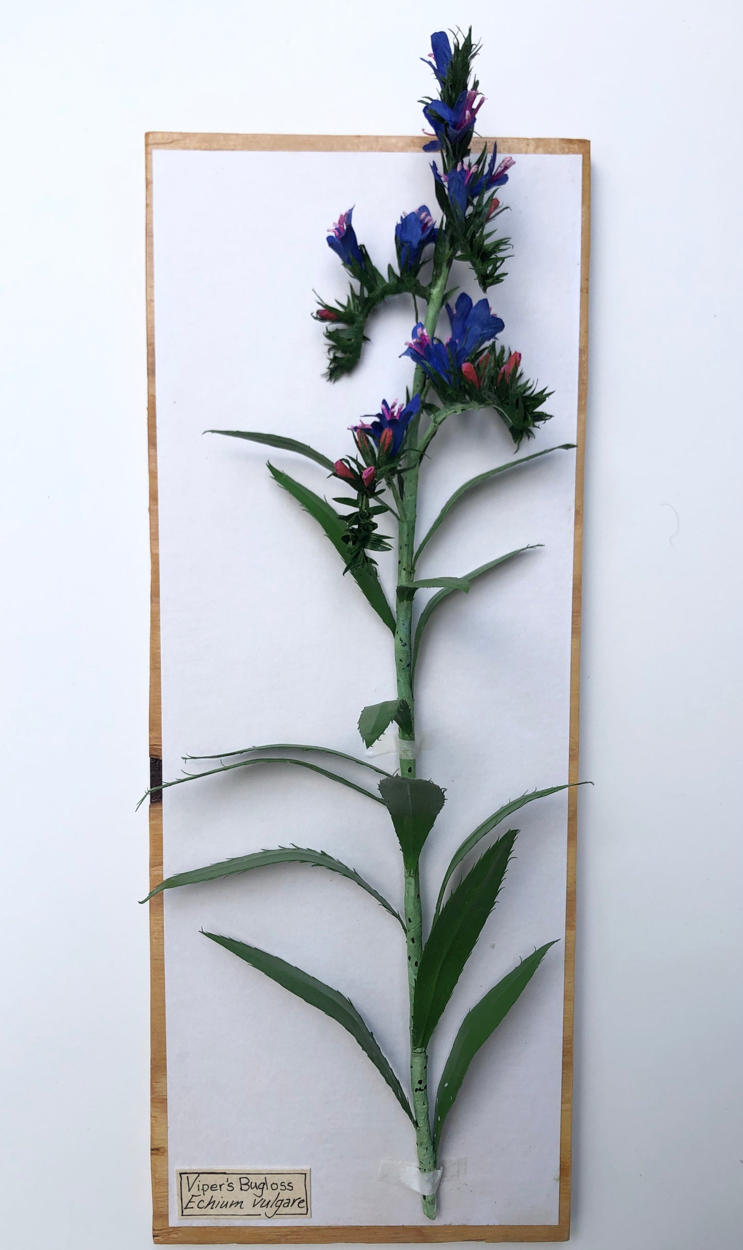 Viper's Bugloss