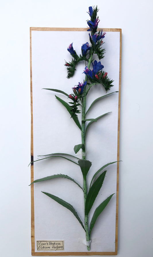 Viper's Bugloss