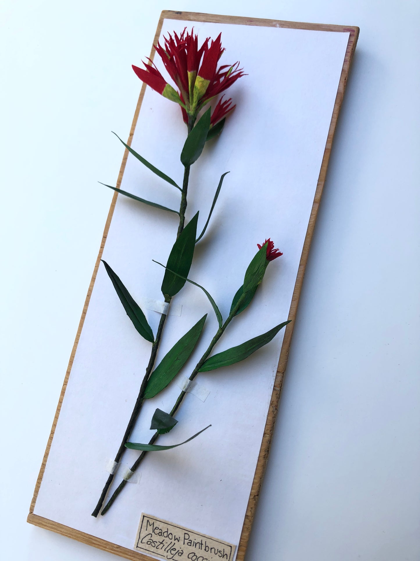 Meadow Paintbrush