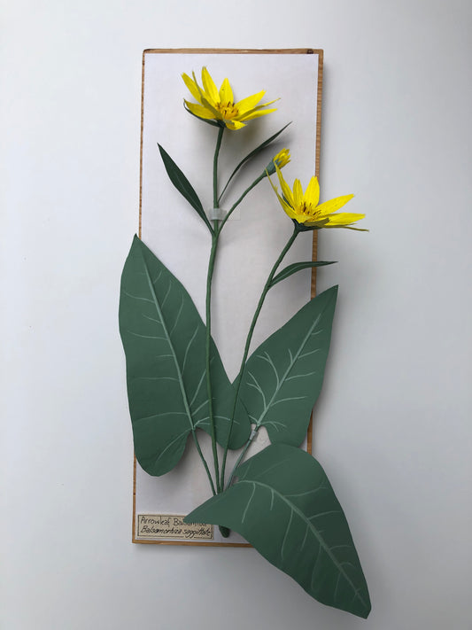 Arrowleaf Balsamroot