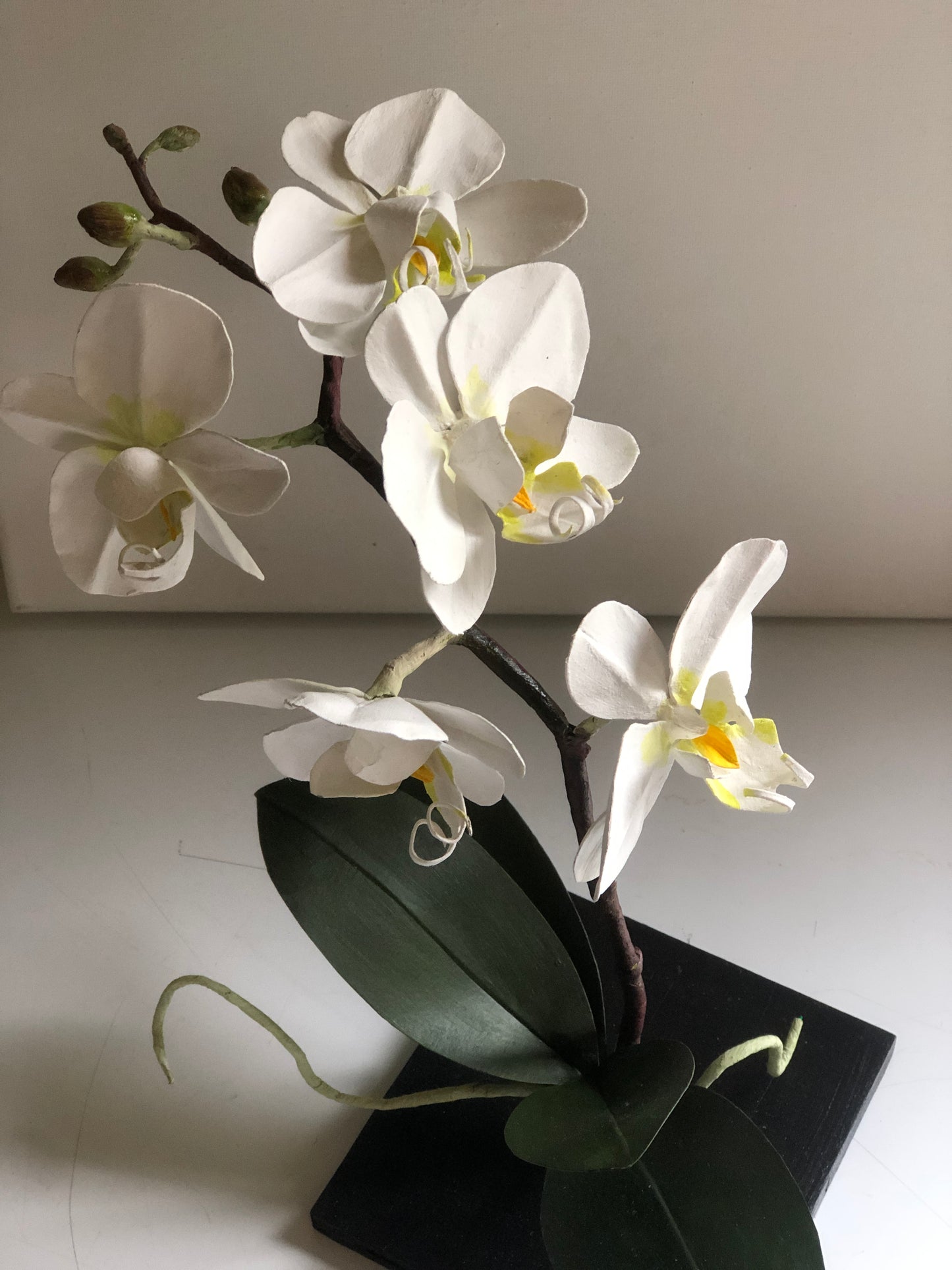 Orchid