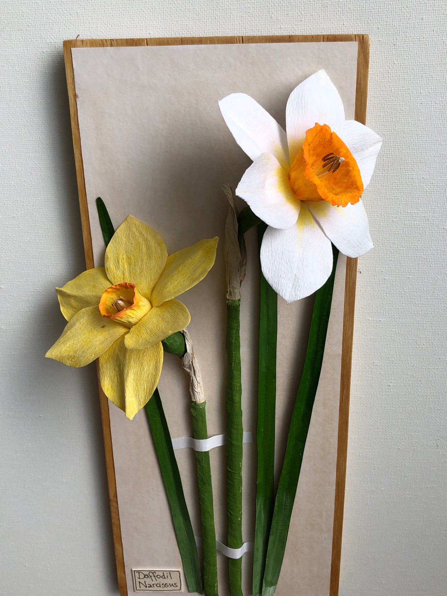 Daffodil/Narcissus II