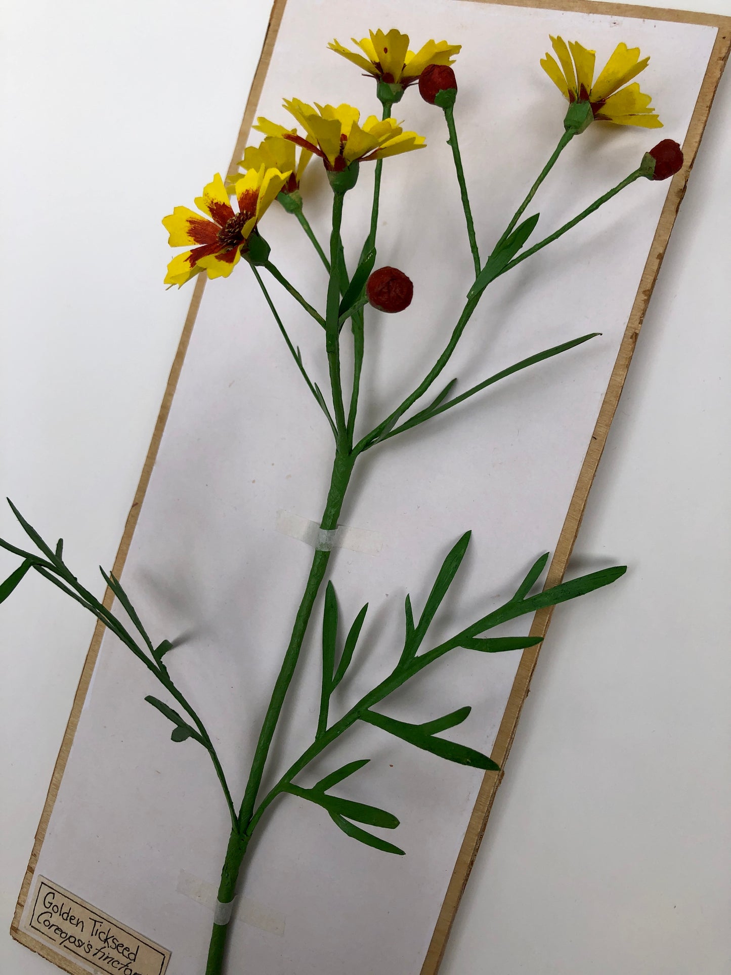 Golden Tickseed