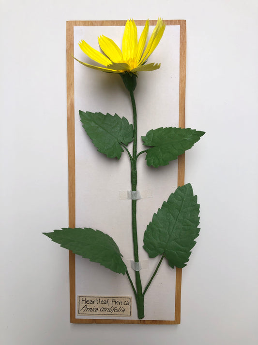 Heartleaf Arnica
