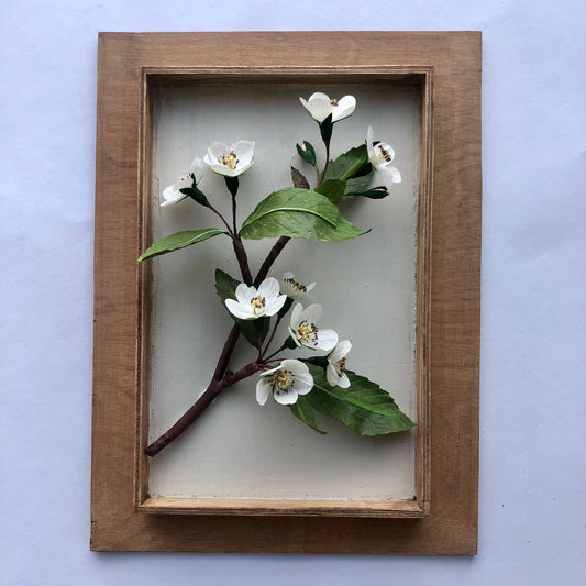 Apple Blossoms