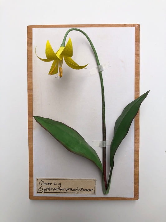 Glacier Lily