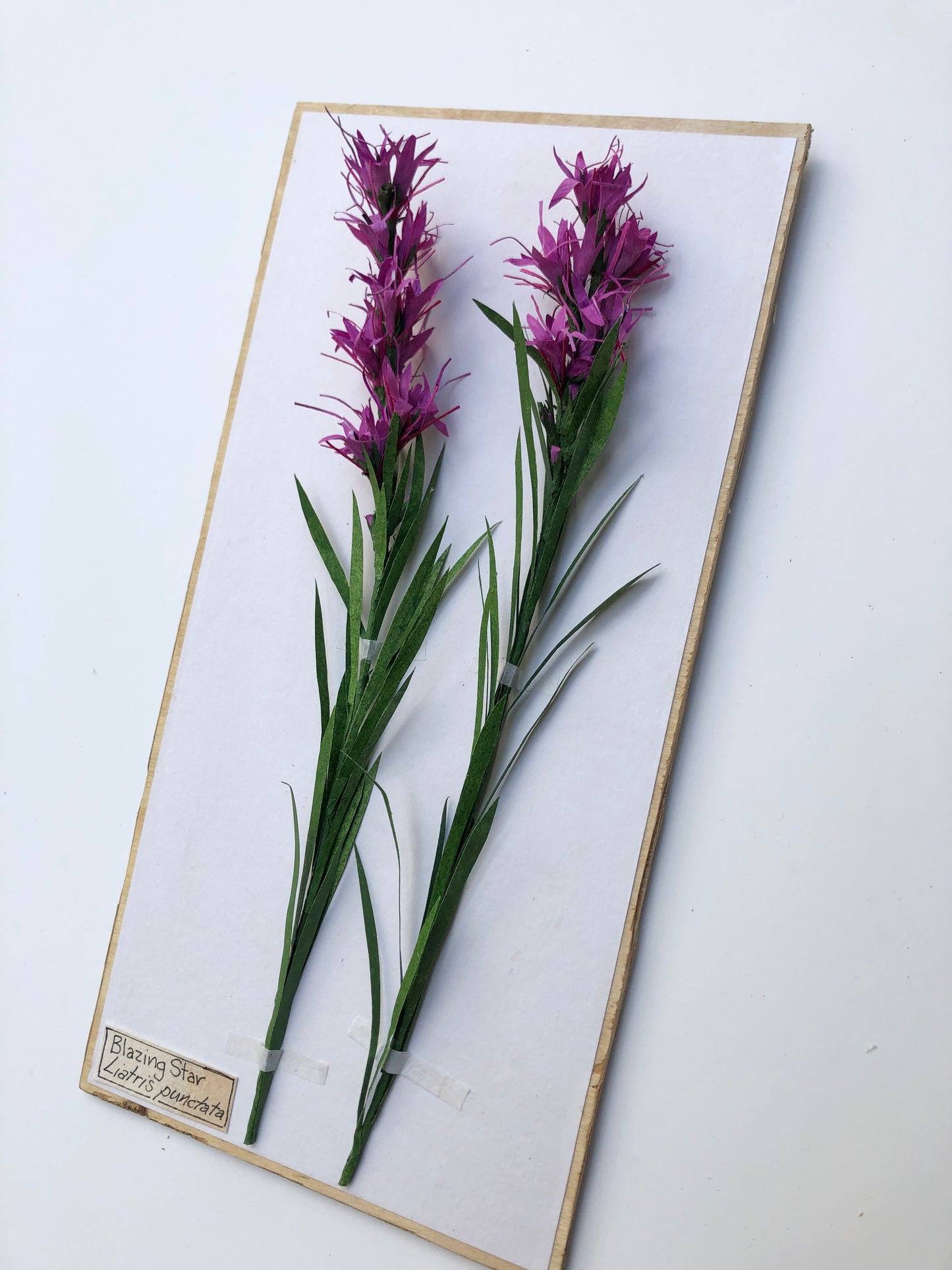 Blazing Star/Liatris