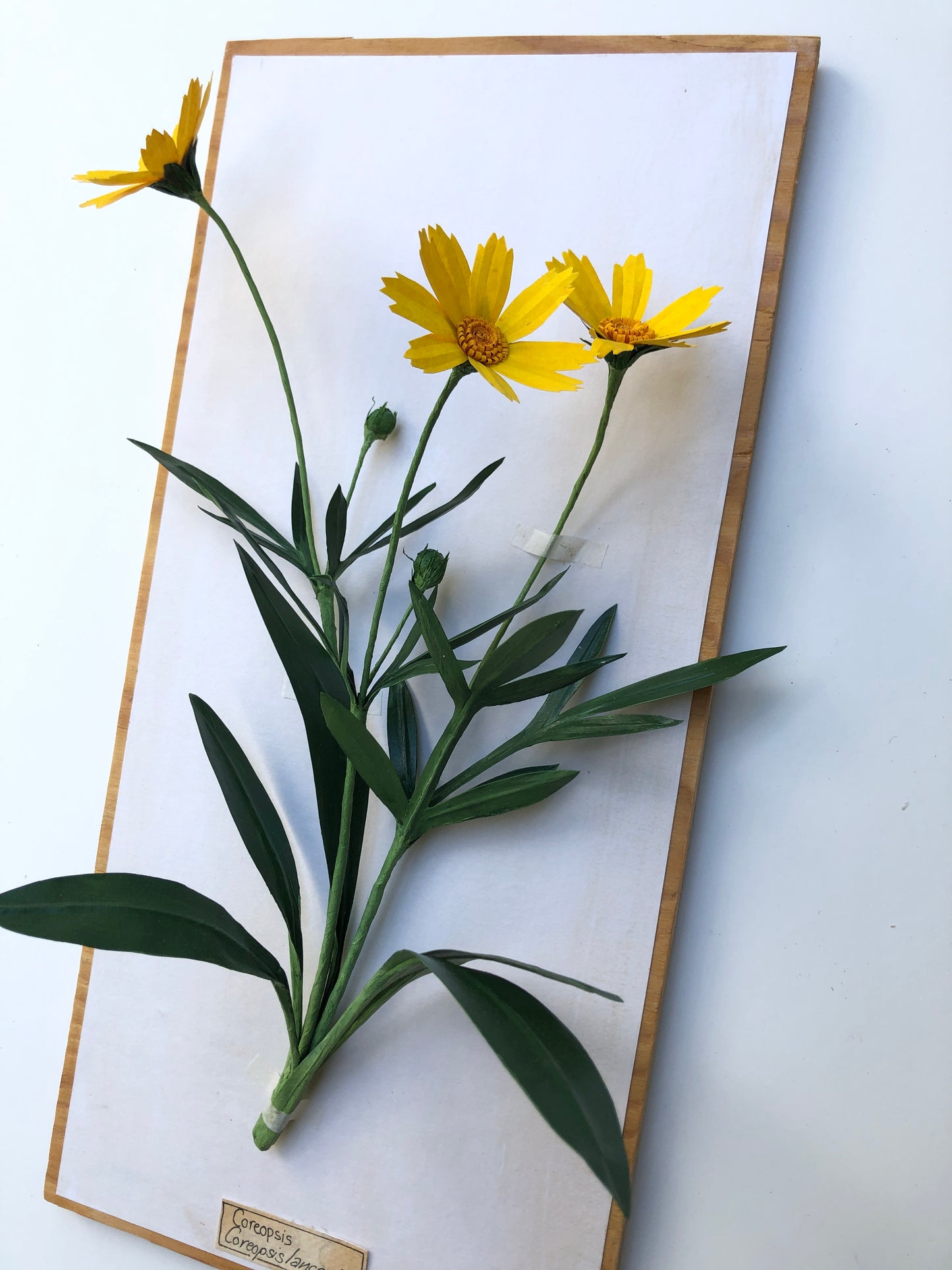 Coreopsis
