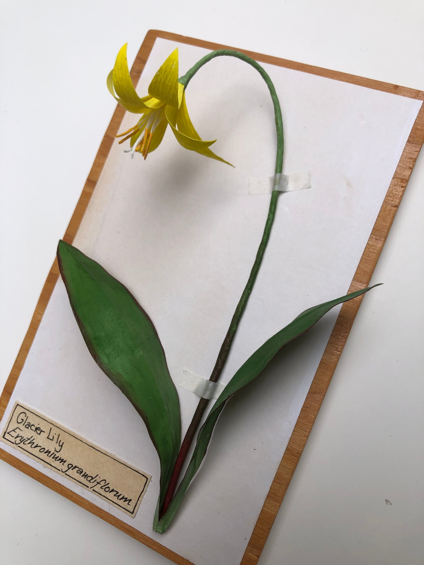 Glacier Lily