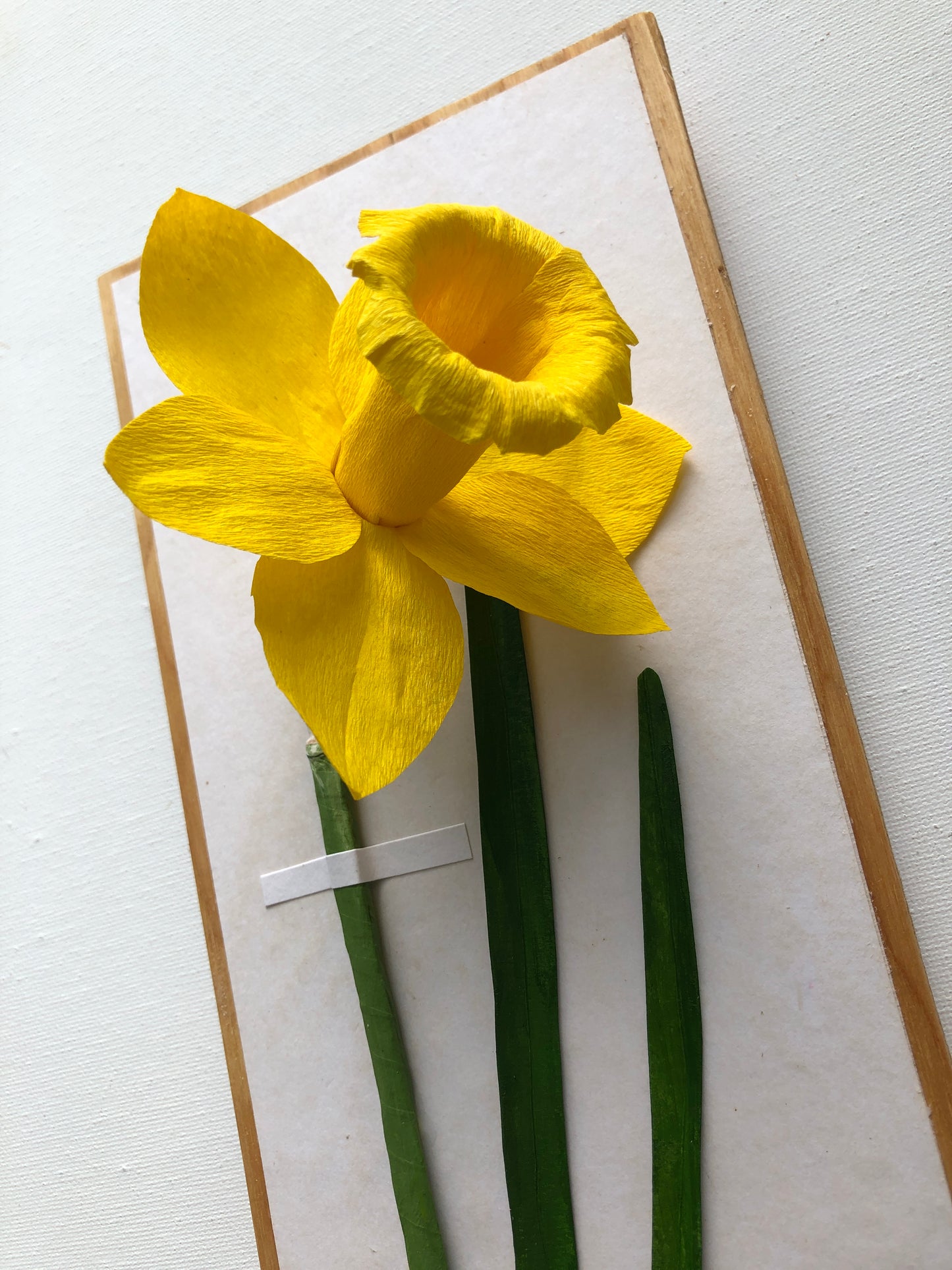 Daffodil/Narcissus I