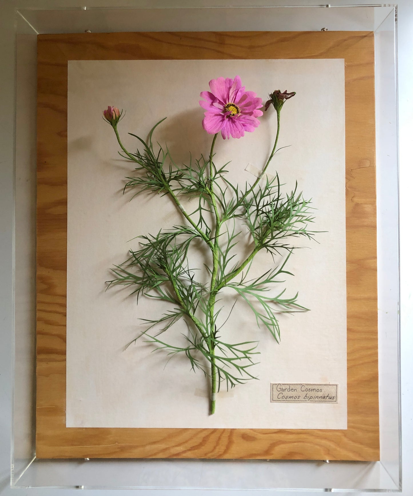 Garden Cosmos