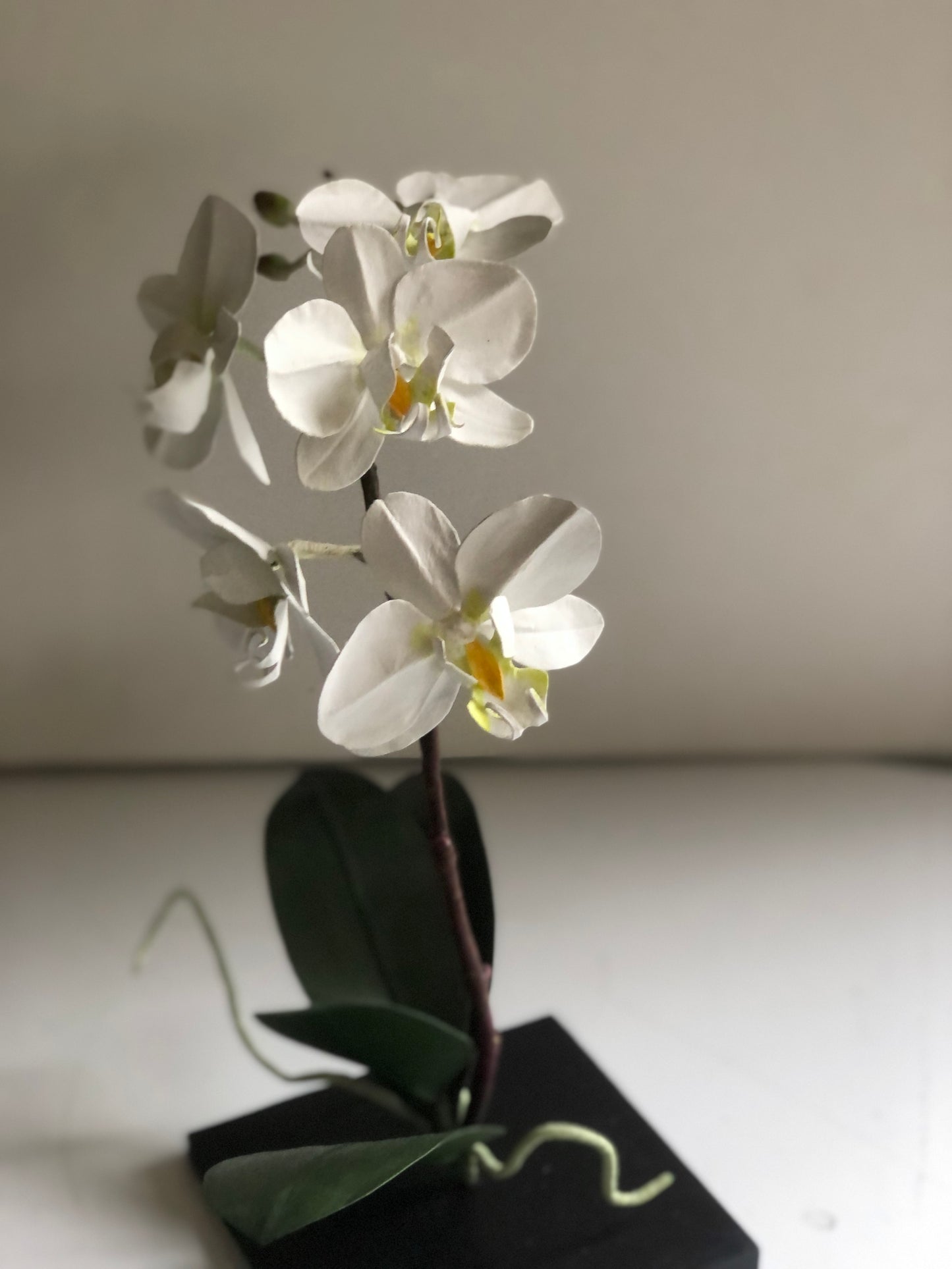 Orchid