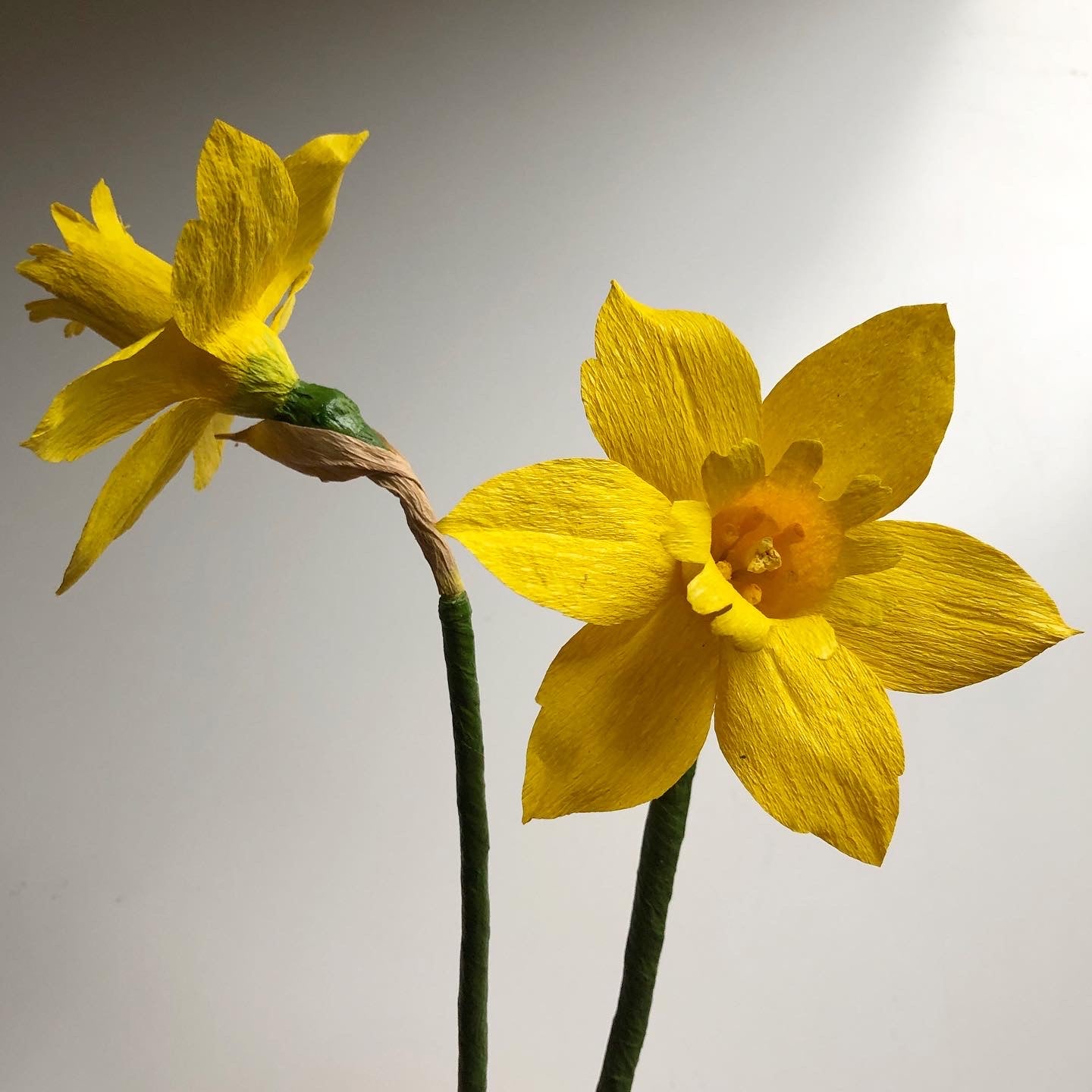 Paper Daffodil Workshop
