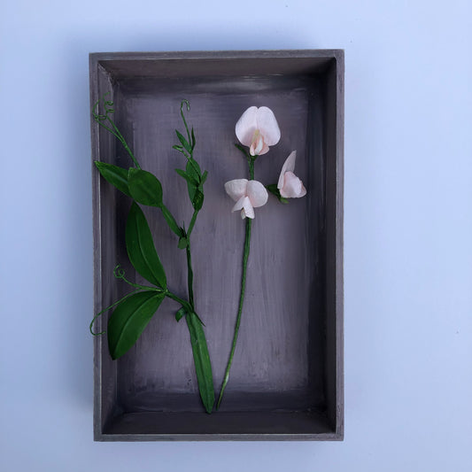 Sweet Pea II