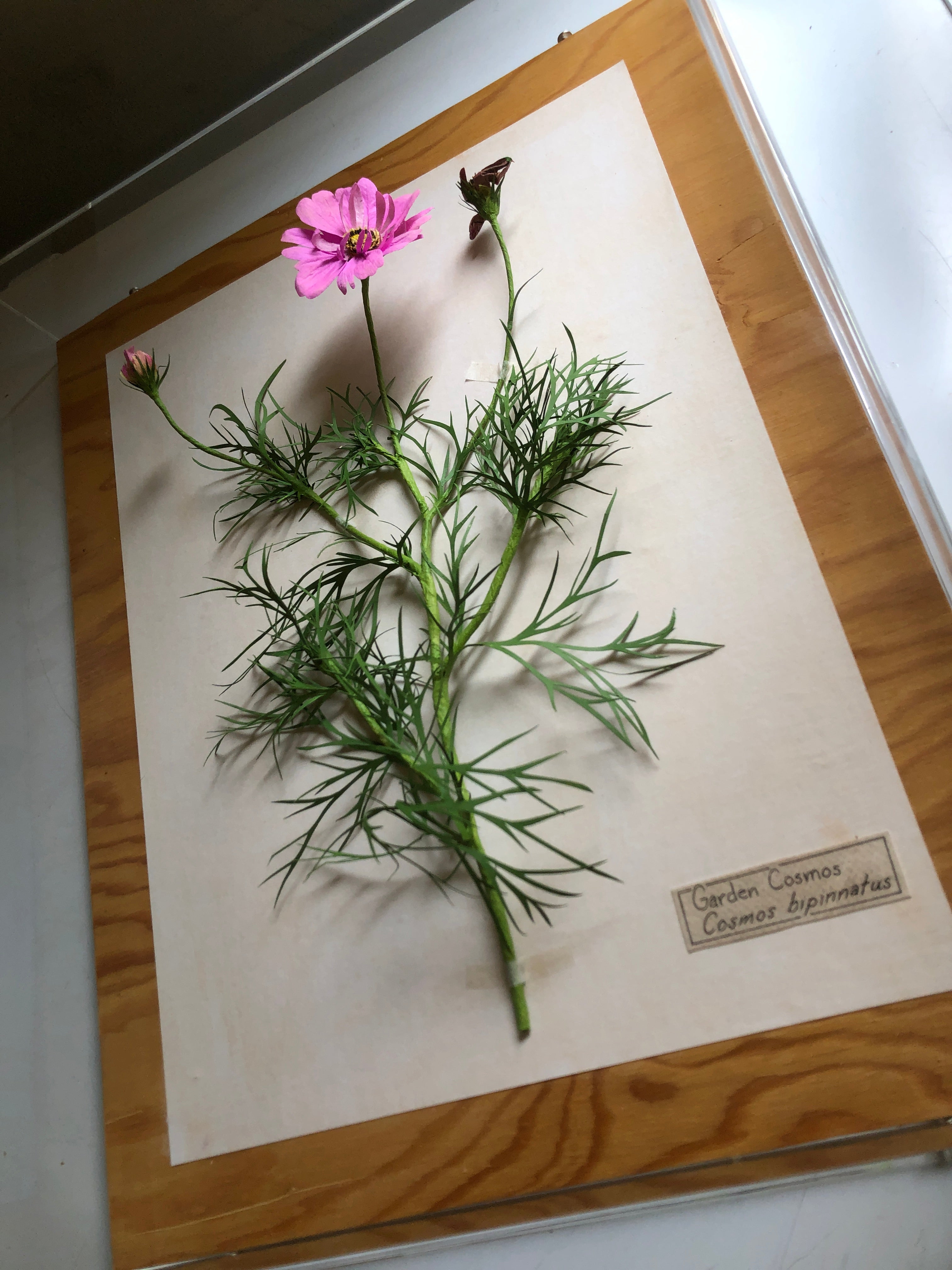 2025 – Daydream Flowers