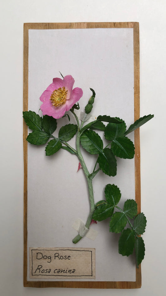 Dog Rose