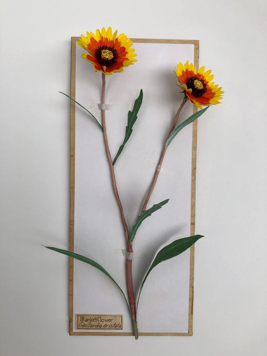 Blanketflower