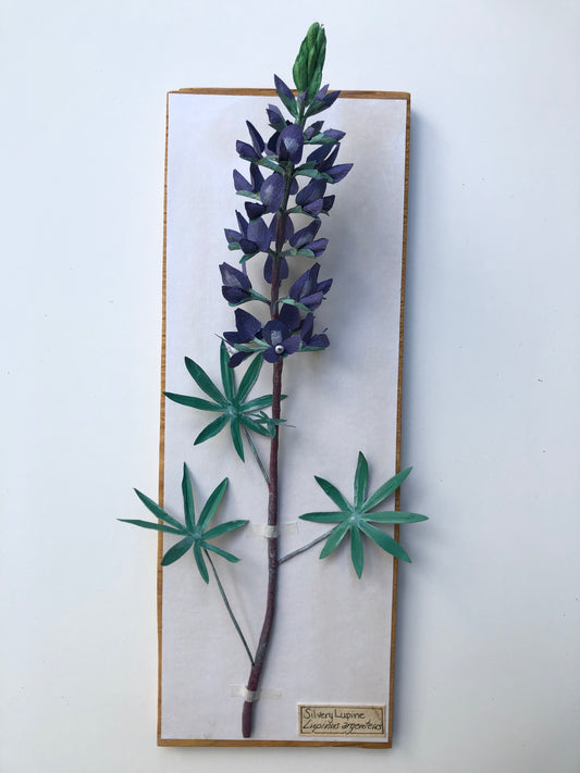 Silvery Lupin