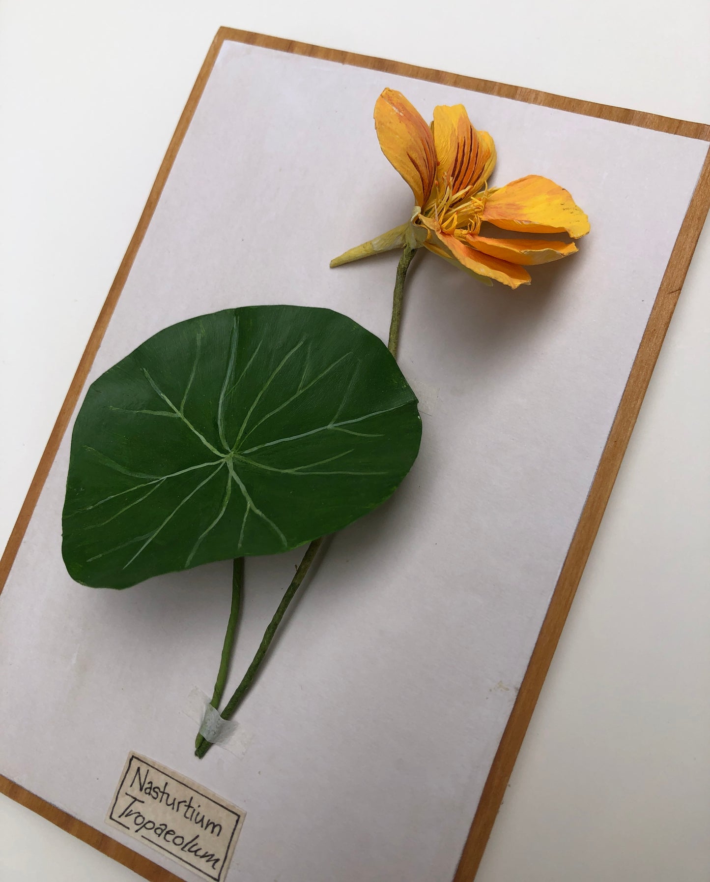 Nasturtium