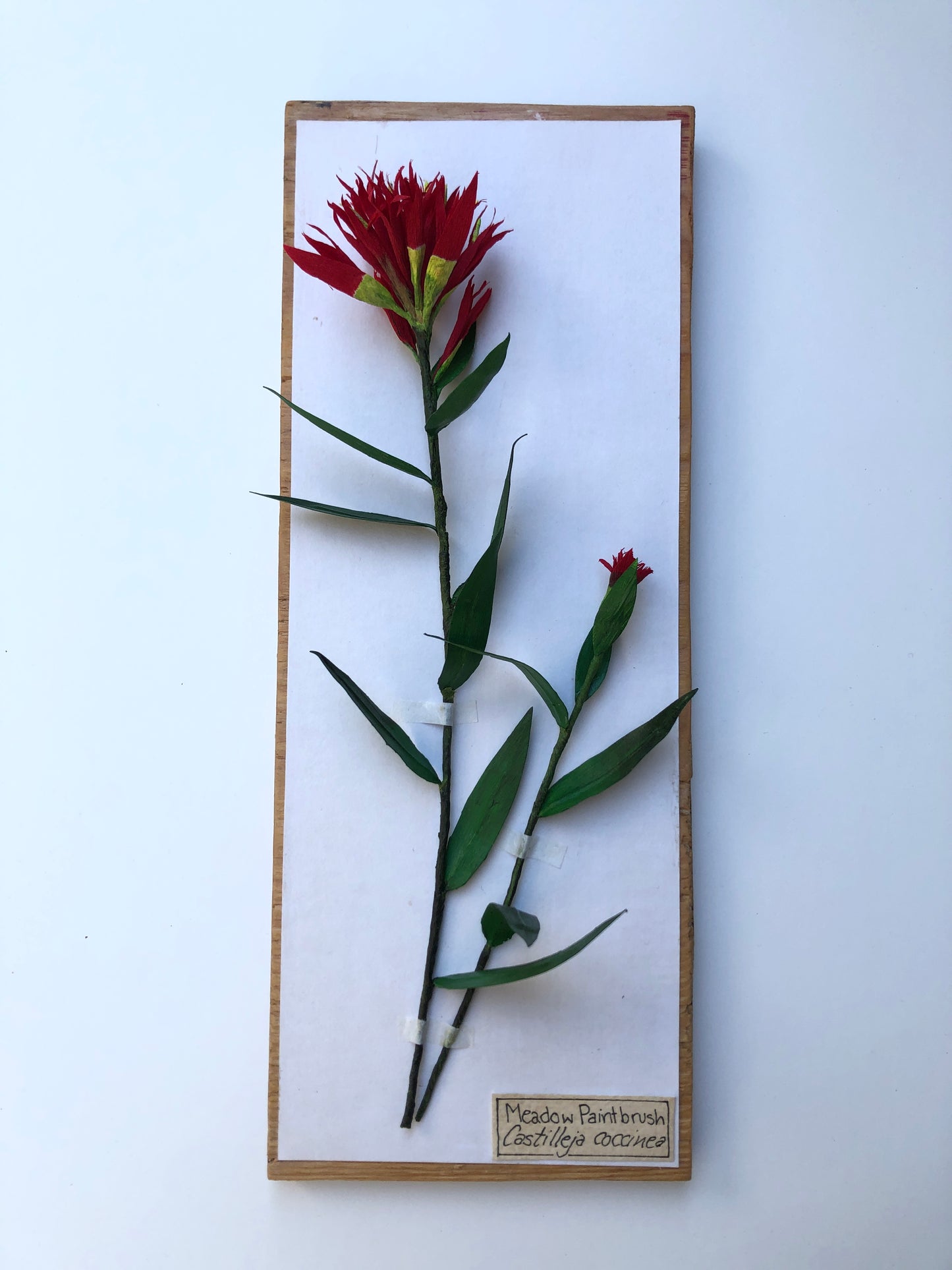 Meadow Paintbrush