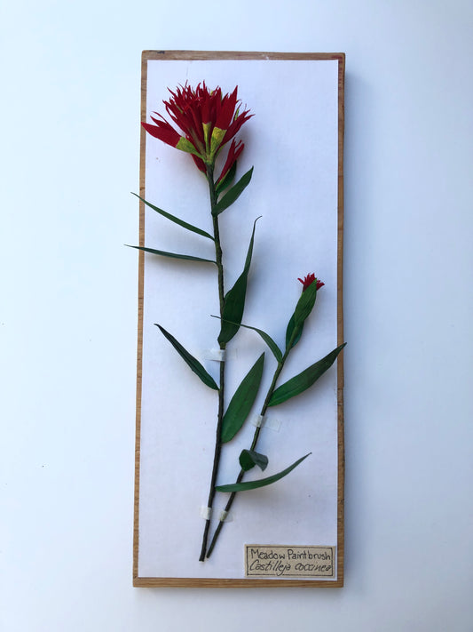 Meadow Paintbrush