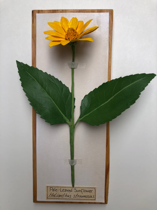 Pale-leaved Sunflower