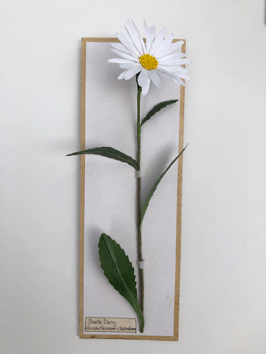 Shasta Daisy