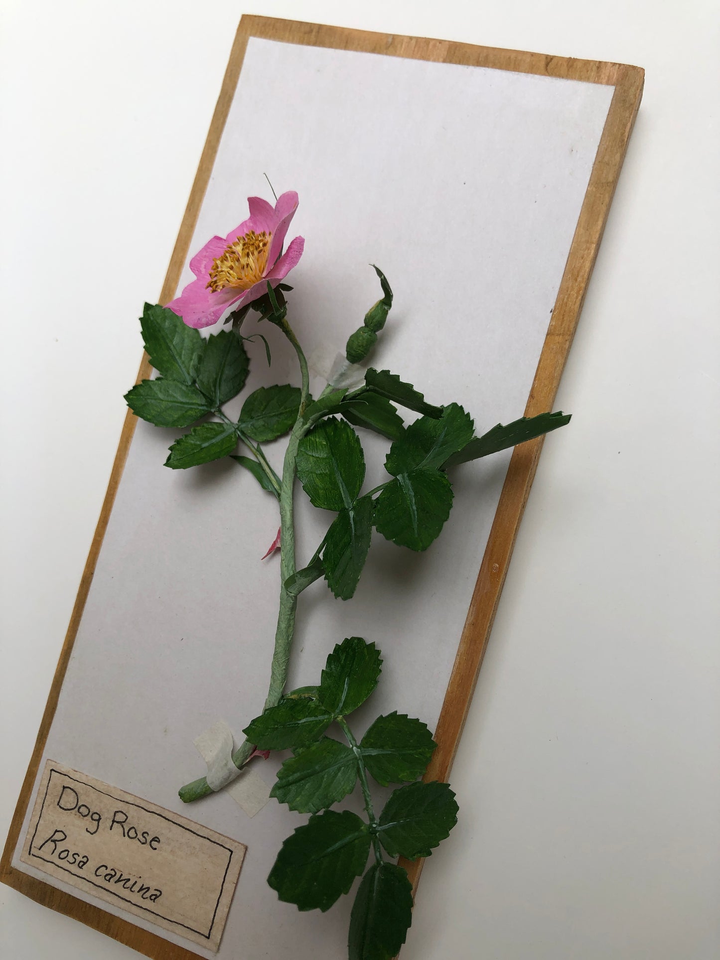 Dog Rose