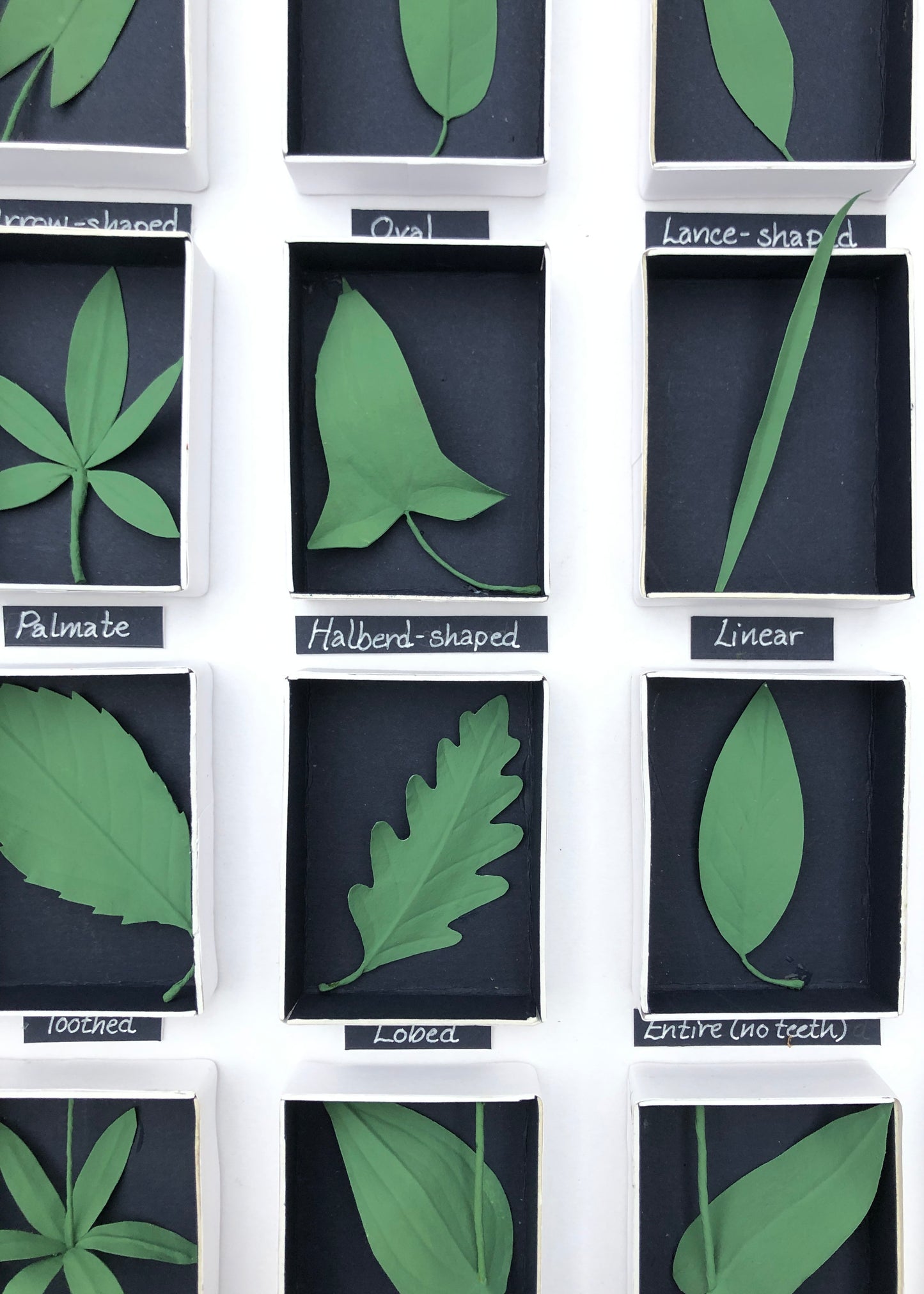 Leaf Glossary