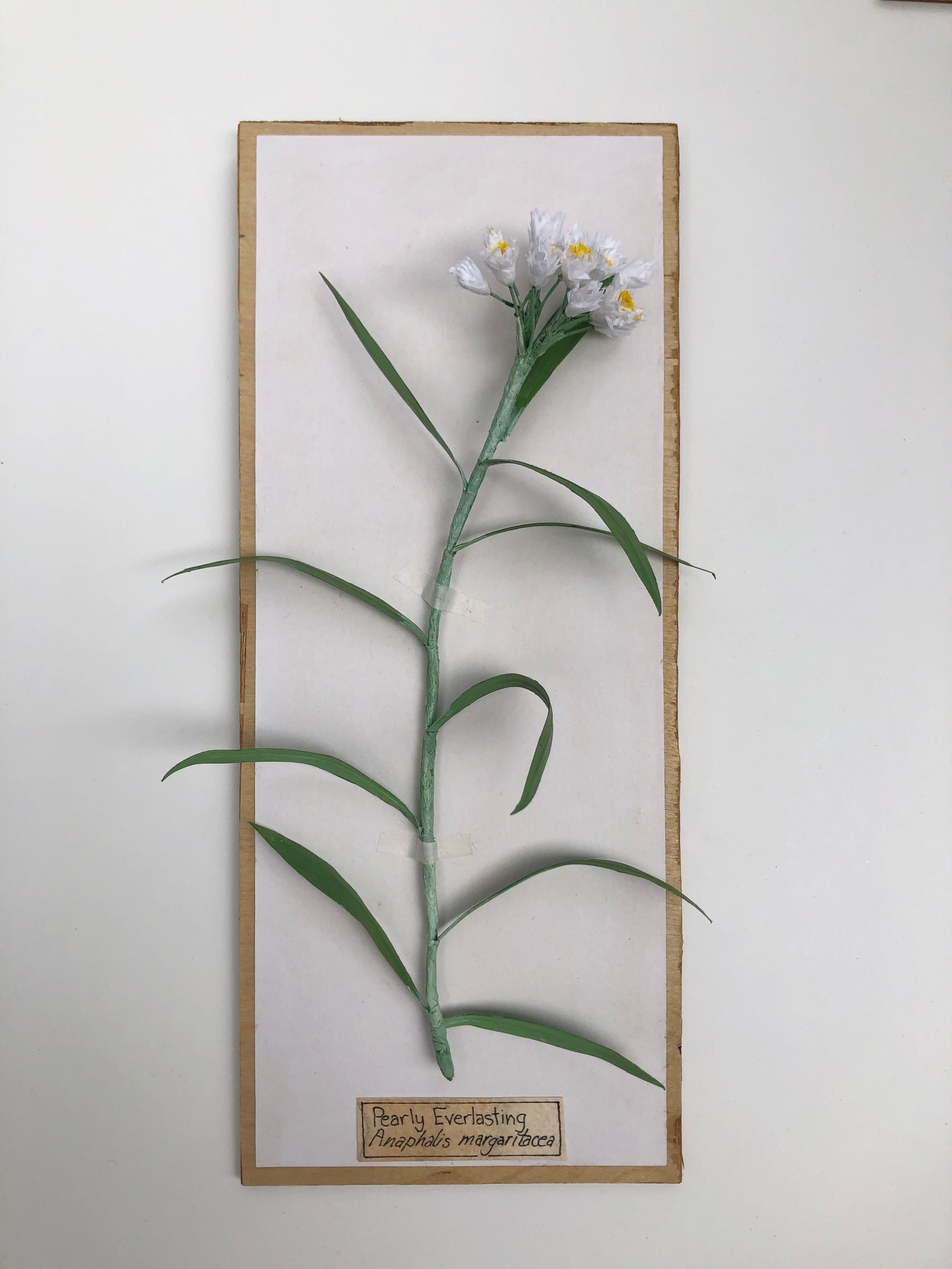 Pearly Everlasting – Daydream Flowers