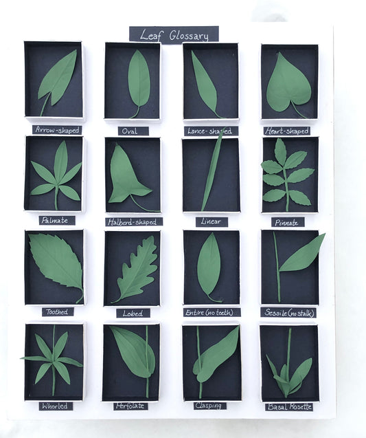 Leaf Glossary