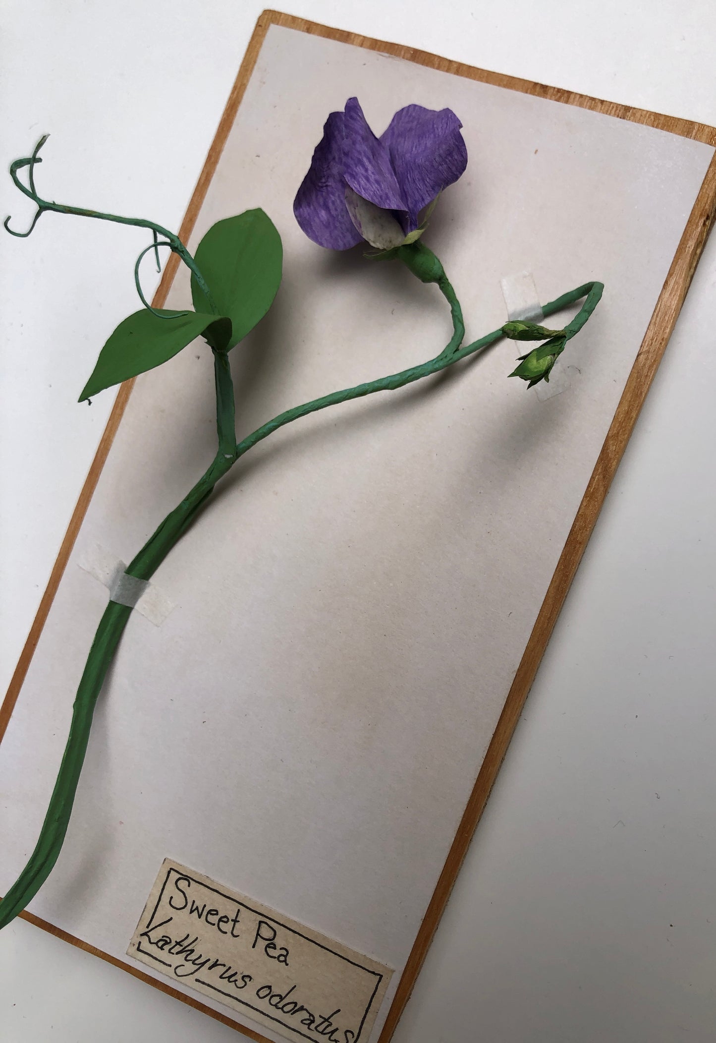 Sweet Pea (purple)