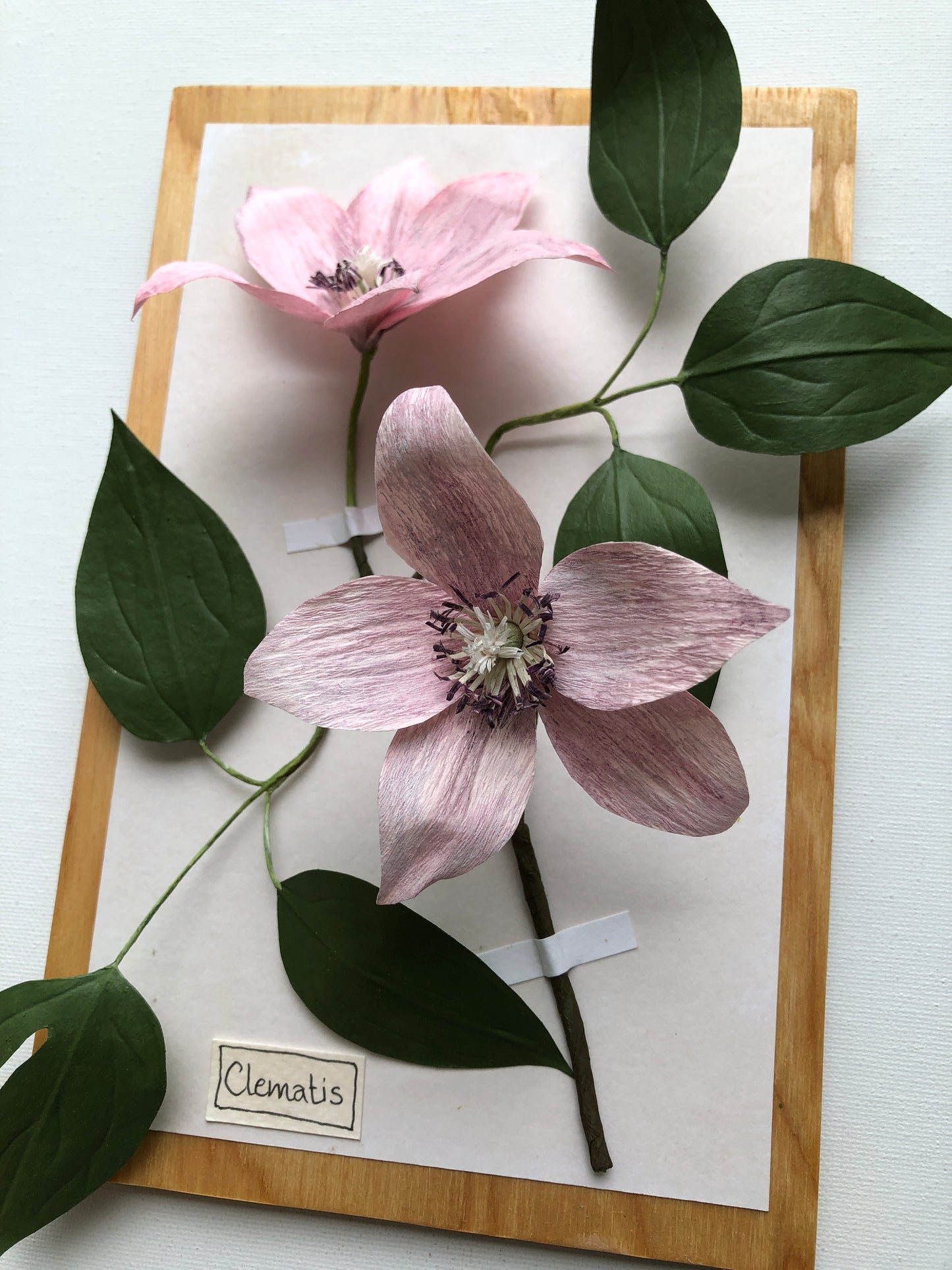 Clematis