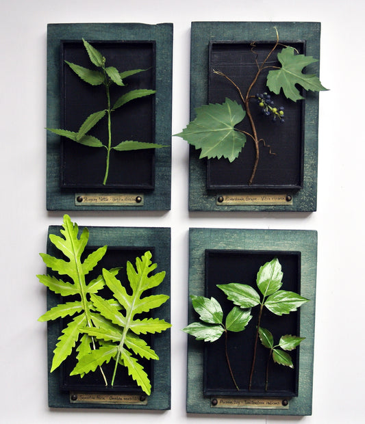 Stinging Nettle
