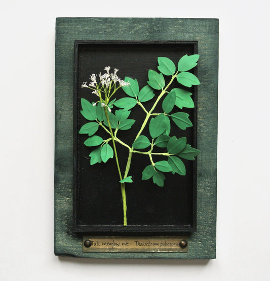 Tall Meadow Rue