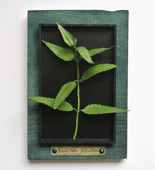 Stinging Nettle