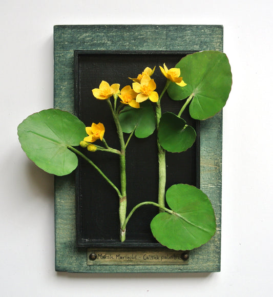 Marsh Marigold