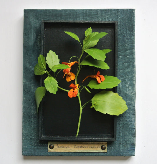 Jewelweed