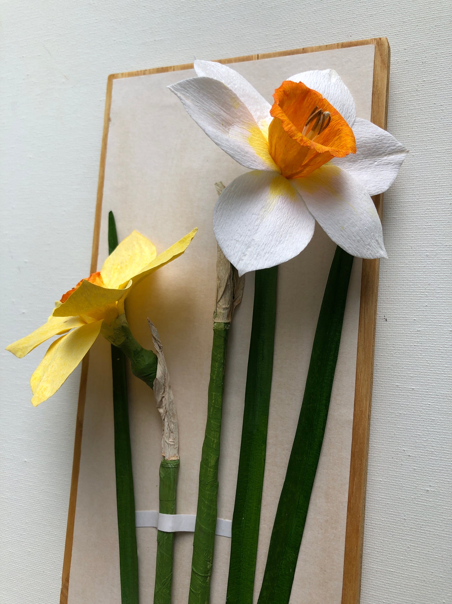 Daffodil/Narcissus II