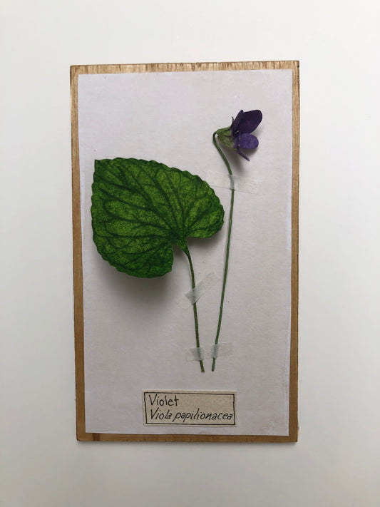 Violet