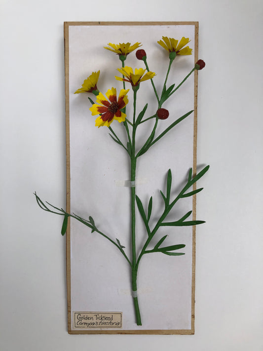 Golden Tickseed