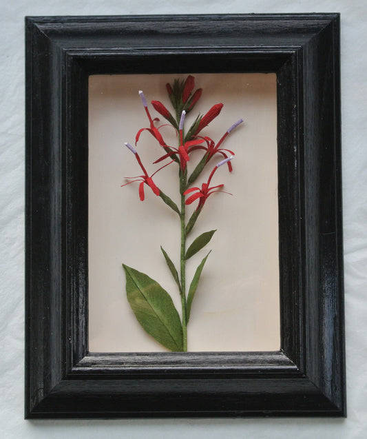 Cardinal Flower II