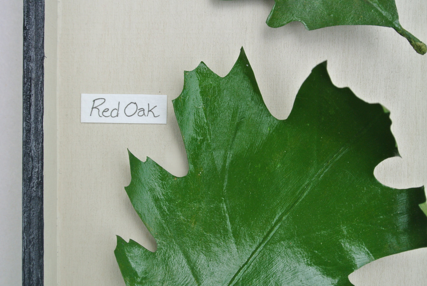 Oak Leaves