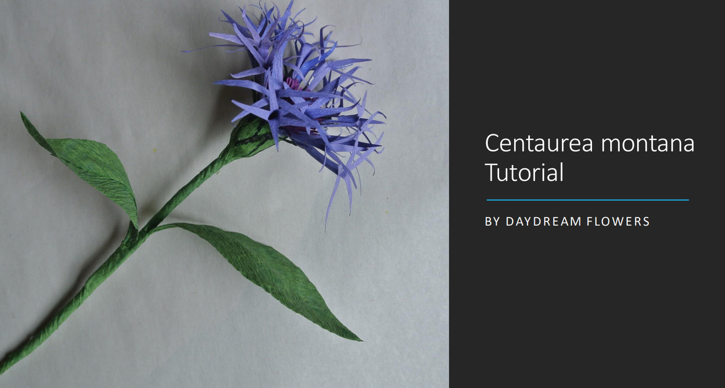 Tutorial: Centaurea (Bachelor Button)