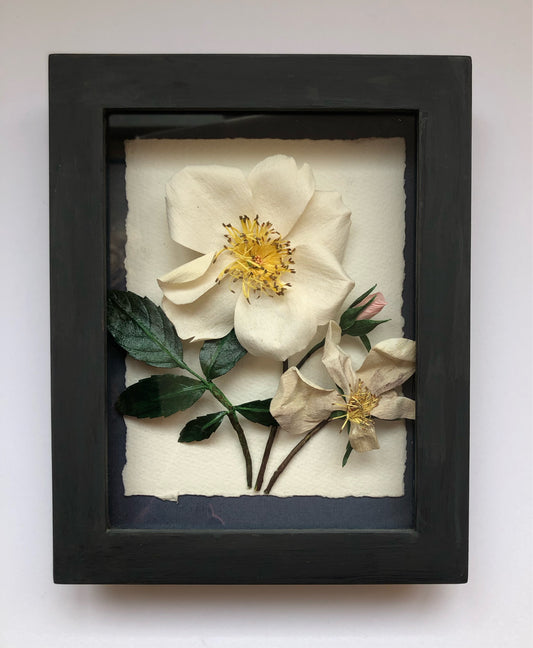 Sally Holmes Rose